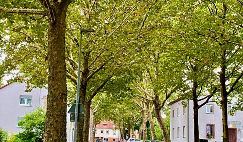 Hitze in der Stadt: Mehr Bäume pflanzen!