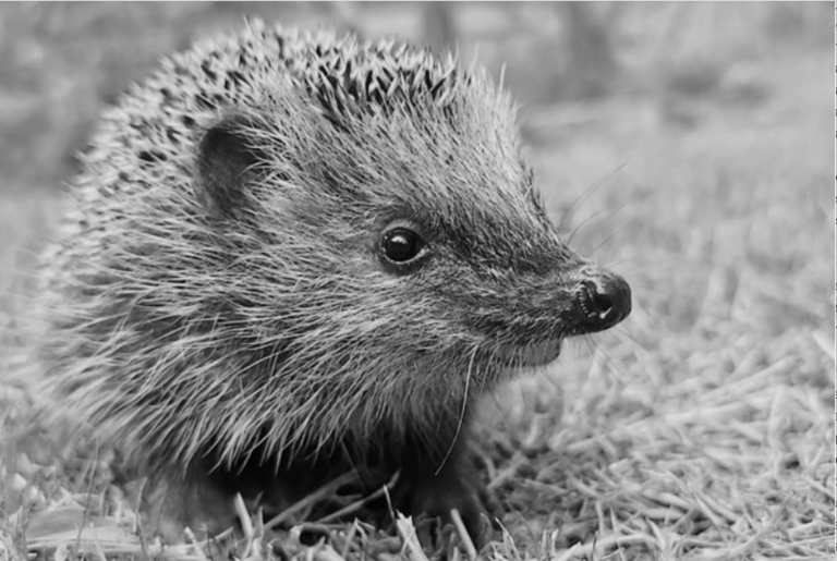 Igel schützen: Nachtruhe für Rasenroboter!